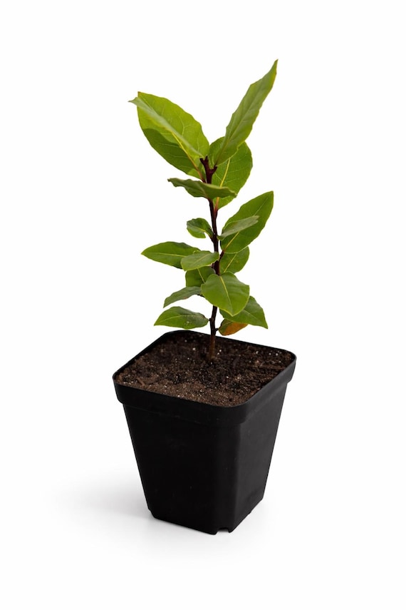 Mediterranean Bay Laurel Tree 12 Inch (Laurus Nobilis) – Live Plant with Dried Bay Leaves – Culinary Herb