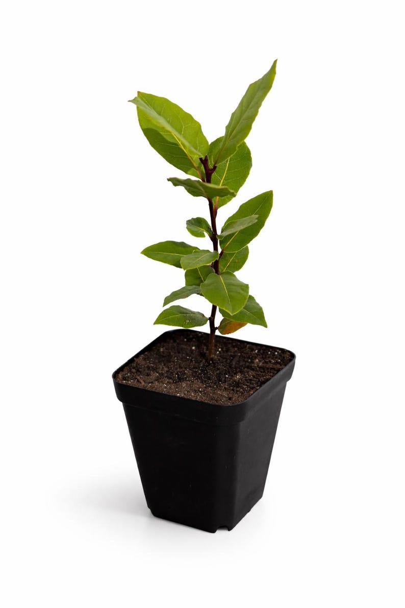 Mediterranean Bay Laurel Tree 12 Inch (Laurus Nobilis) – Live Plant with Dried Bay Leaves – Culinary Herb image 1
