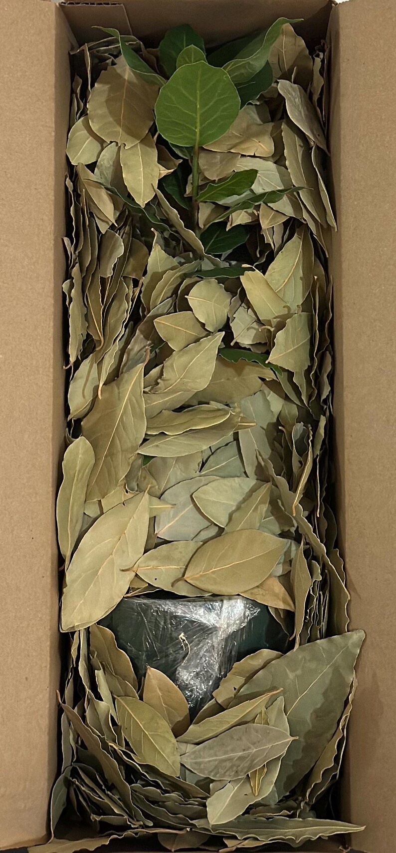 Your order comes with our handpicked and dried bay leaves. Experience the leaves on the foods and burn the leaves for reduce the anxiety and stress.