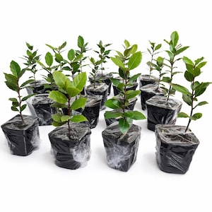 May include: A group of young bay laurel plants in black plastic pots, wrapped in clear plastic. The plants have bright green leaves and slender brown stems, set against a white background.