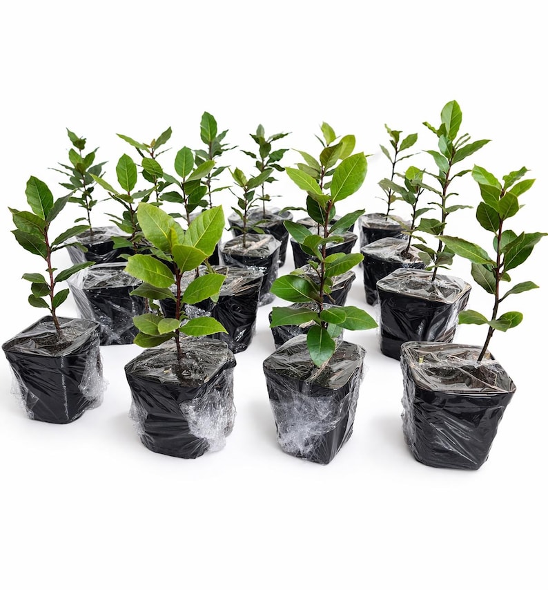 May include: A group of young bay laurel plants in black plastic pots, wrapped in clear plastic. The plants have bright green leaves and slender brown stems, set against a white background.