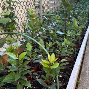Our Garden...