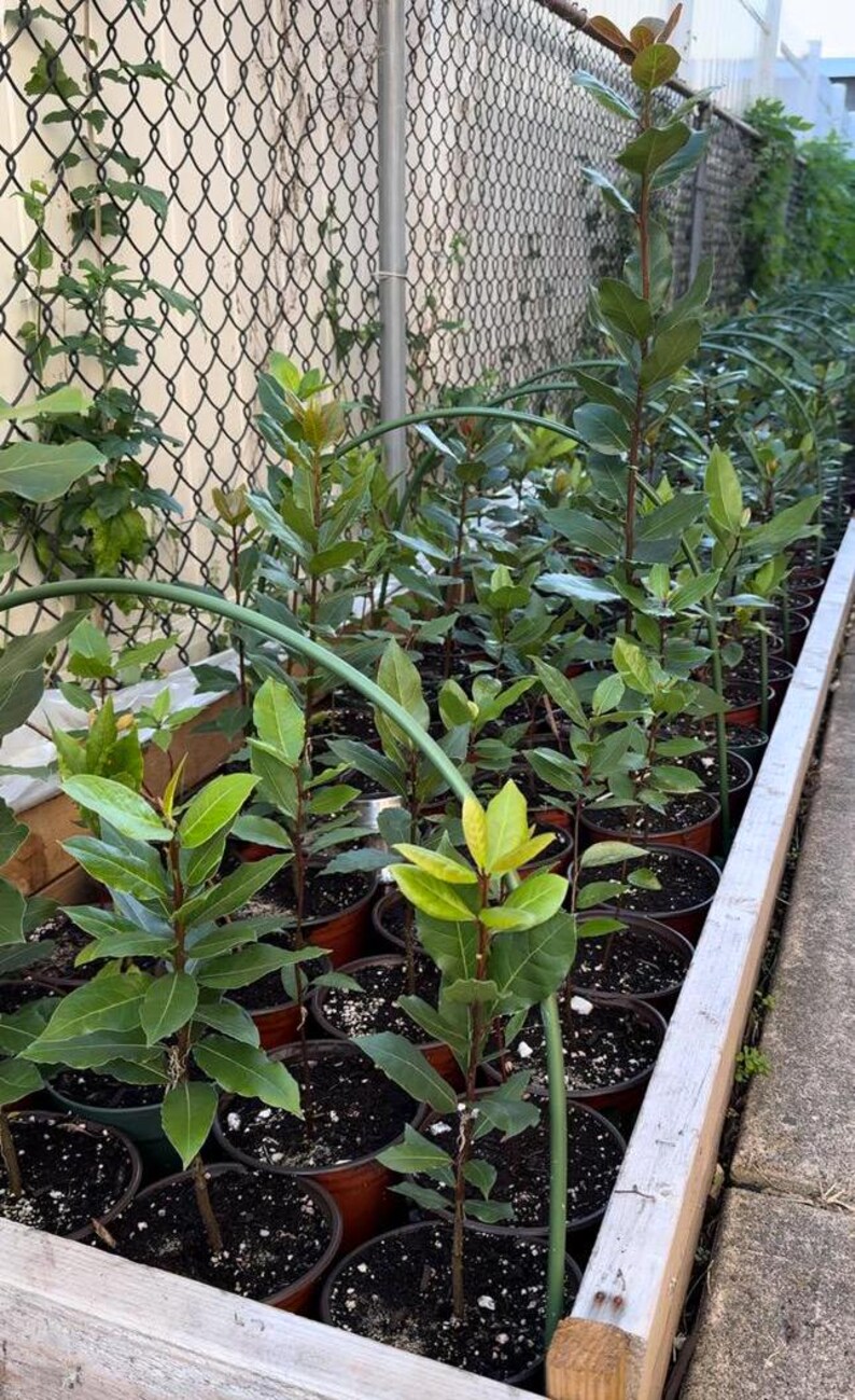 Our Garden...