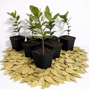 Set of 4 Live Bay Laurel Trees with Aromatic Dried Bay Leaves – Mediterranean Evergreen (12” Tall) image 3