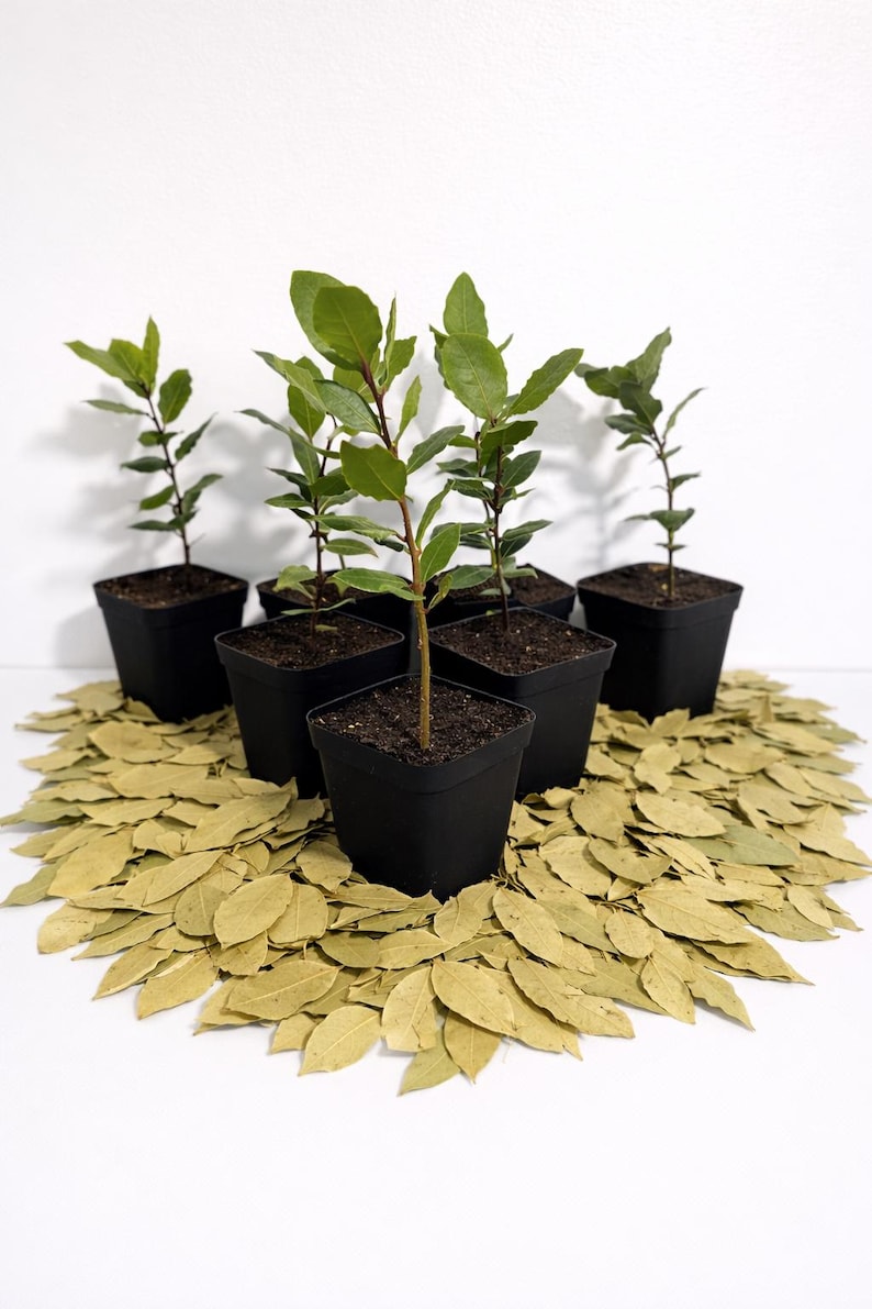Set of 4 Live Bay Laurel Trees with Aromatic Dried Bay Leaves – Mediterranean Evergreen (12” Tall) image 3