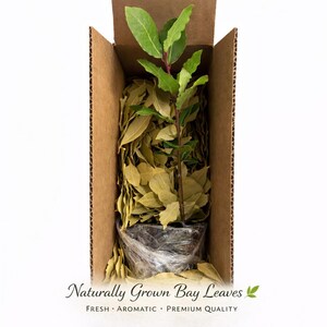 May include: A cardboard box filled with a bay laurel plant and dried bay leaves. The plant has bright green leaves and a reddish stem. The text "Naturally Grown Bay Leaves" is printed at the bottom, along with the words "FRESH &bull; AROMATIC &bull; PREMIUM QUALITY."