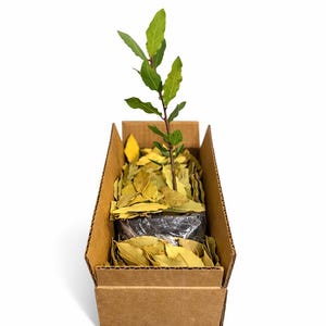 May include: A young bay laurel plant in a cardboard box, packed with dried bay leaves. The plant has bright green leaves and a thin stem. The box is brown, and the background is white.