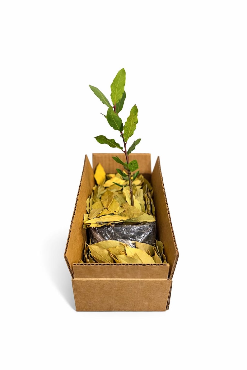 May include: A young bay laurel plant in a cardboard box, packed with dried bay leaves. The plant has bright green leaves and a thin stem. The box is brown, and the background is white.