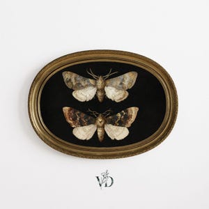 Vintage Moth Print – Dark Academia, Gilded Insect Art (Digital Download)