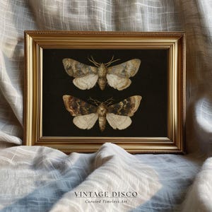 May include: A framed print featuring two moths with detailed wing patterns in shades of brown, cream, and gold against a black background. The gold frame surrounds the artwork, and the text "VINTAGE DISCO Curated Timeless Art" is at the bottom.