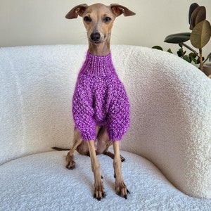 Könnte beinhalten: Ein kleiner, brauner und weißer Italienischer Windhund mit einem lila gestrickten Pullover sitzt auf einem weißen, flauschigen Stuhl.