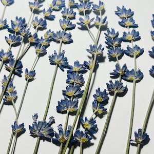 30 pcs pressed lavender, dried flowers for decoration and resin