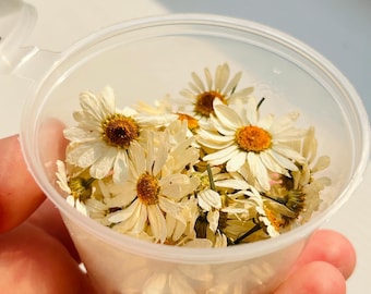 50 nature dried daisies "3D" (natural) are ideal for resin, crafts, decor, soap