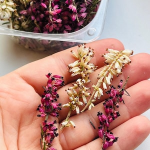 Heather Erica dried Flowers for Resin, heather flowers, Dried Pink, White Sprigs heather, For Crafts and Jewelry Making