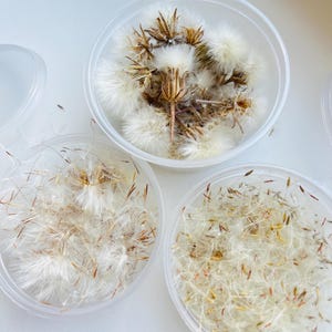 Set of dandelion fluff, dandelion heads, dried dandelion seeds, materials for making dandelion jewelry.