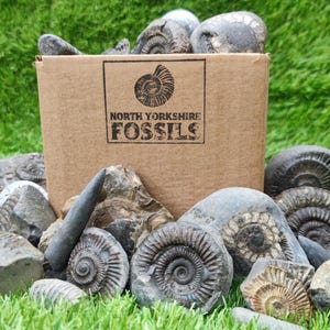 Könnte beinhalten: Eine Auswahl an Fossilien, darunter Ammoniten, umgeben einen Karton mit der Aufschrift "NORTH YORKSHIRE FOSSILS". Die Fossilien sind in verschiedenen Grau- und Brauntönen gehalten, vor dem Hintergrund von grünem Gras.