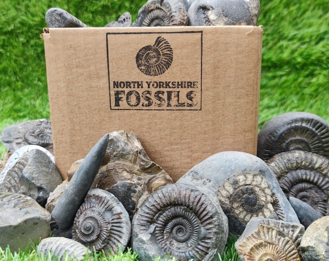 Children's fossil box