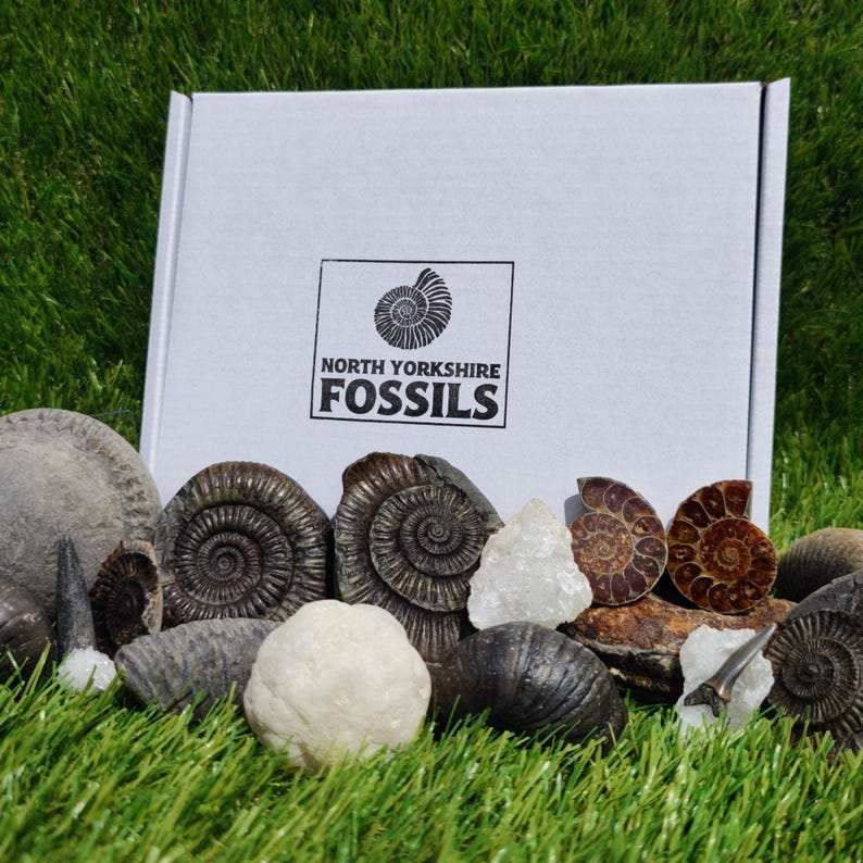 Fossil Box Set Super Deluxe Fossil Box - Etsy