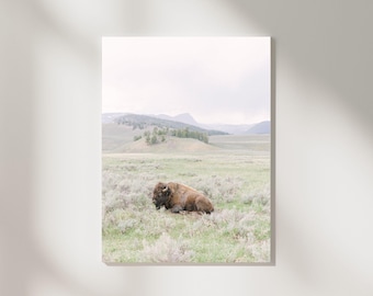Yellowstone Buffalo Art Print | Wildlife Photography | American Bison Landscape Photo |  Rustic Nature Wall Art Digital Download
