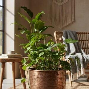 May include: A large, copper-toned metal plant pot with a hammered finish, overflowing with green foliage. The pot is on a woven rug. A wooden side table and macrame wall hanging are visible in the background, creating a natural aesthetic.