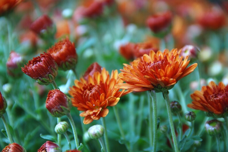Chrysanthemums Burnt Orange Flowers Autumn Photography Etsy