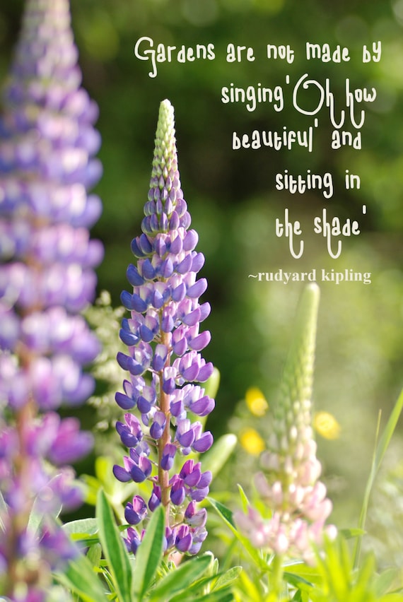 Flower Photography Quotes : Poinsettia Inspirational Quotes For 2018