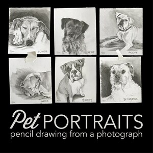 Pet portraits