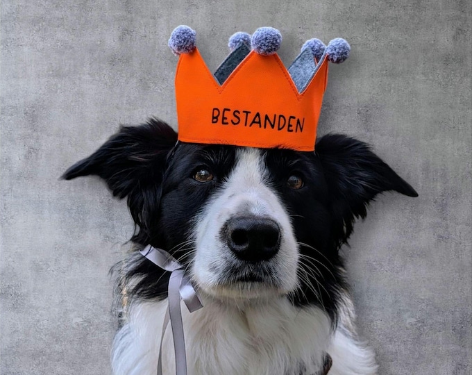 Personalized custom dog crown, a crown perfect for special occasions such as passing an exam or Halloween, orange