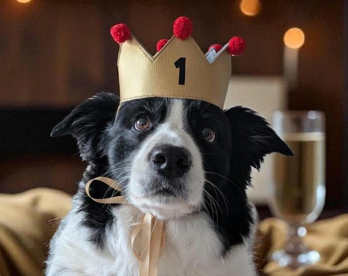 Personalized individual dog crown, a crown perfect for special occasions such as passing an exam, gold, with red pompom