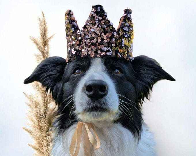 Bronze sequined dog crown, a great gift for birthdays and photoshoots.