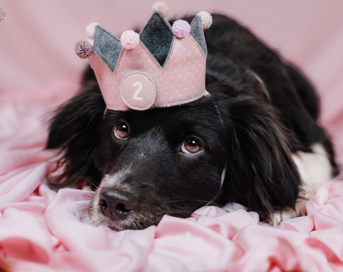 Handmade dog crown, three colors to choose from, with interchangeable numbers of your choice, perfect for birthdays and photoshoots with your dog.