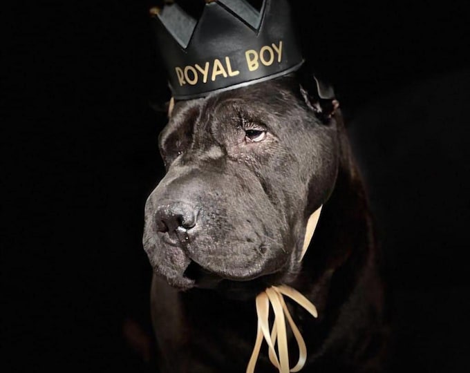 Personalized handmade dog crown, custom crown, perfect for birthdays and photoshoots with your dog, black