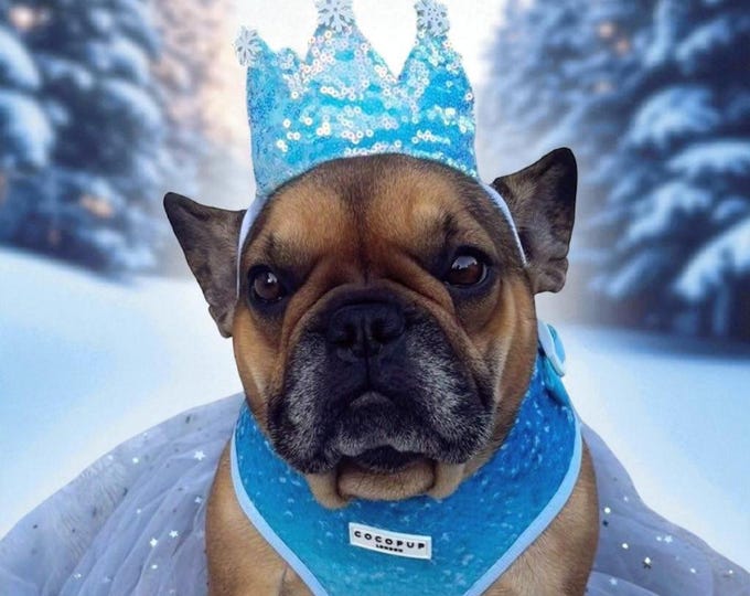 Frozen dog crown glitter with snowflake tips, perfect for photo shoots and great memories