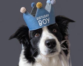 May include: A Border Collie wearing a blue felt crown with the words "BIRTHDAY BOY" in white. The crown is decorated with small, colorful pom-poms. The dog has black and white fur and is wearing a silver ribbon.