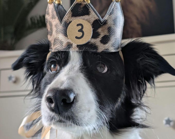 Handmade Leo dog crown, with interchangeable numbers of your choice, perfect for birthdays and photoshoots with your dog.