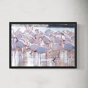 Poster da parete – Fenicotteri in Camargue | Fotografia di animali | Decorazione murale Natura - su carta Art Line 250g Qualità superiore