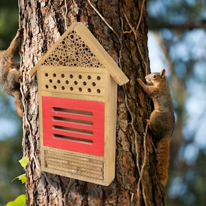 May include: A wooden insect house with a red panel and a roof filled with bamboo tubes. The house is mounted on a tree trunk, with a squirrel climbing the tree. The house is designed to attract beneficial insects.