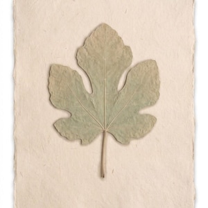 May include: A dried, light green fig leaf centered on a rectangular piece of off-white, textured paper with deckled edges. The leaf displays a distinct five-lobed shape with visible veins and a central stem extending toward the bottom edge.