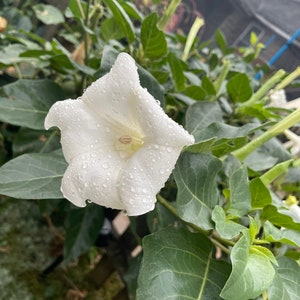 25 SEEDS - Organic Heirloom Sacred Datura Night Blooming Angel’s Trumpet Flower - Harvested by me - these get HUGE!