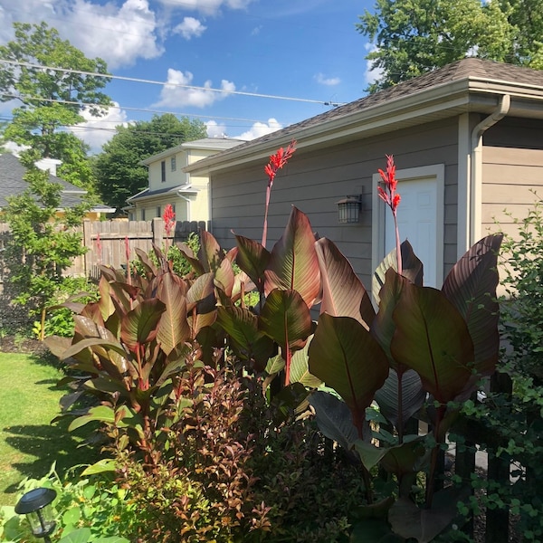 Black Canna Cana Lily Bulbs - Harvested by me - up to 7ft tall! Electric Red Blooms - Huge Purple Leaves