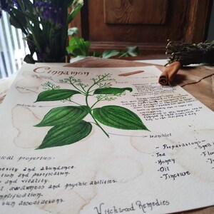 Puede incluir: Una ilustración dibujada a mano de una planta de canela con hojas verdes y corteza marrón. La ilustración está sobre un fondo de papel marrón claro con texto escrito a mano sobre las propiedades medicinales y los usos de la planta. El texto incluye las palabras "Canela", "Remedios Witchwood", "Preparación", "Té", "Hechizo", "Miel", "Aceite", "Tintura" y "Abundancia".
