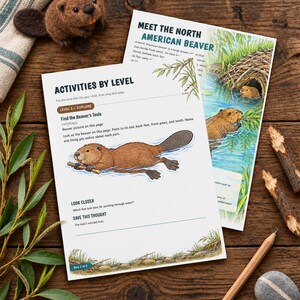 Puede incluir: Dos hojas de actividades educativas sobre castores norteamericanos con ilustraciones de castores en el agua, encabezados como Meet the North American Beaver, un castor de fieltro, un l&aacute;piz de madera y una piedra.