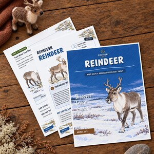May include: Three educational activity sheets titled Reindeer with illustrations of reindeer in snowy landscapes, featuring text about animal life, discovery, and learning, accompanied by a small plush reindeer toy.