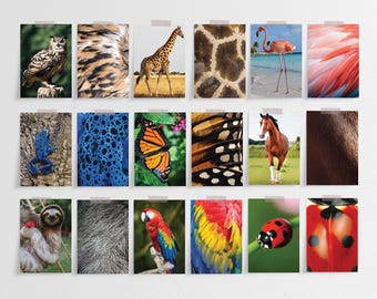 Tarjetas para emparejar patrones de animales: Juego de estudio de la naturaleza Montessori (Descarga en PDF)