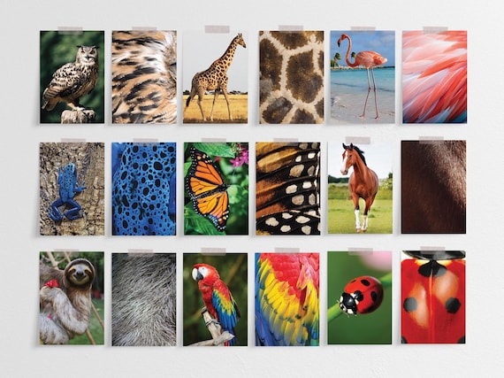 Animal Patterns In Nature