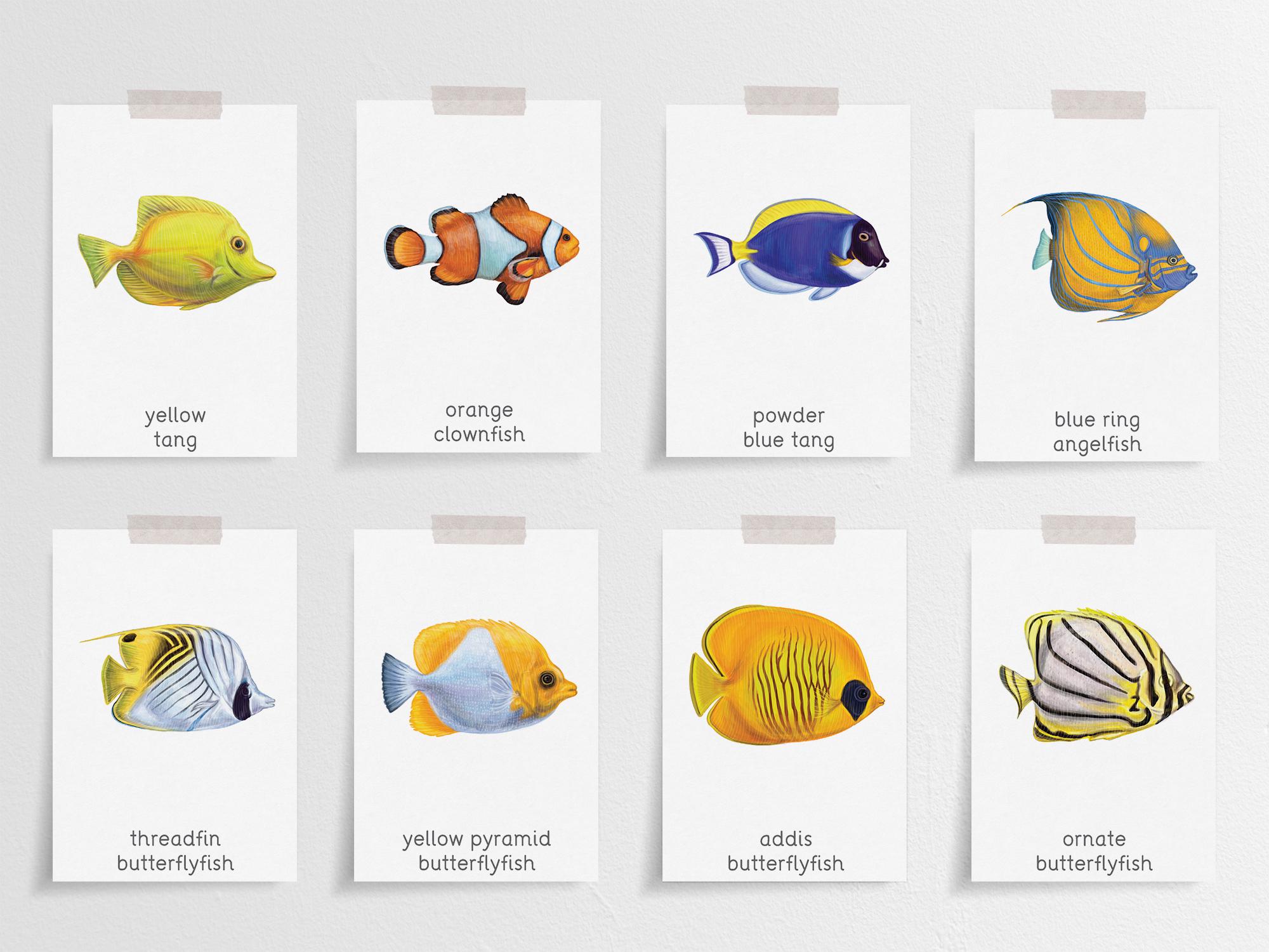 Tropical Fish Flashcards: Montessori Homeschool Printable (PDF) - Etsy