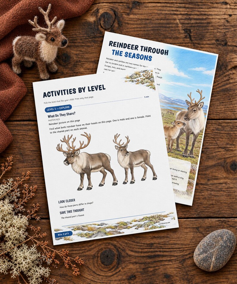 May include: Two educational activity sheets titled Reindeer Through the Seasons and Activities by Level, featuring illustrations of reindeer, text about their biology, and interactive questions for children, displayed alongside a small felt reindeer.