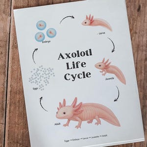 Axolotl-poster levenscyclus | Educatieve kaart amfibieën | Thuisonderwijs en klaslokaal afdrukbare wetenschap | Directe digitale download