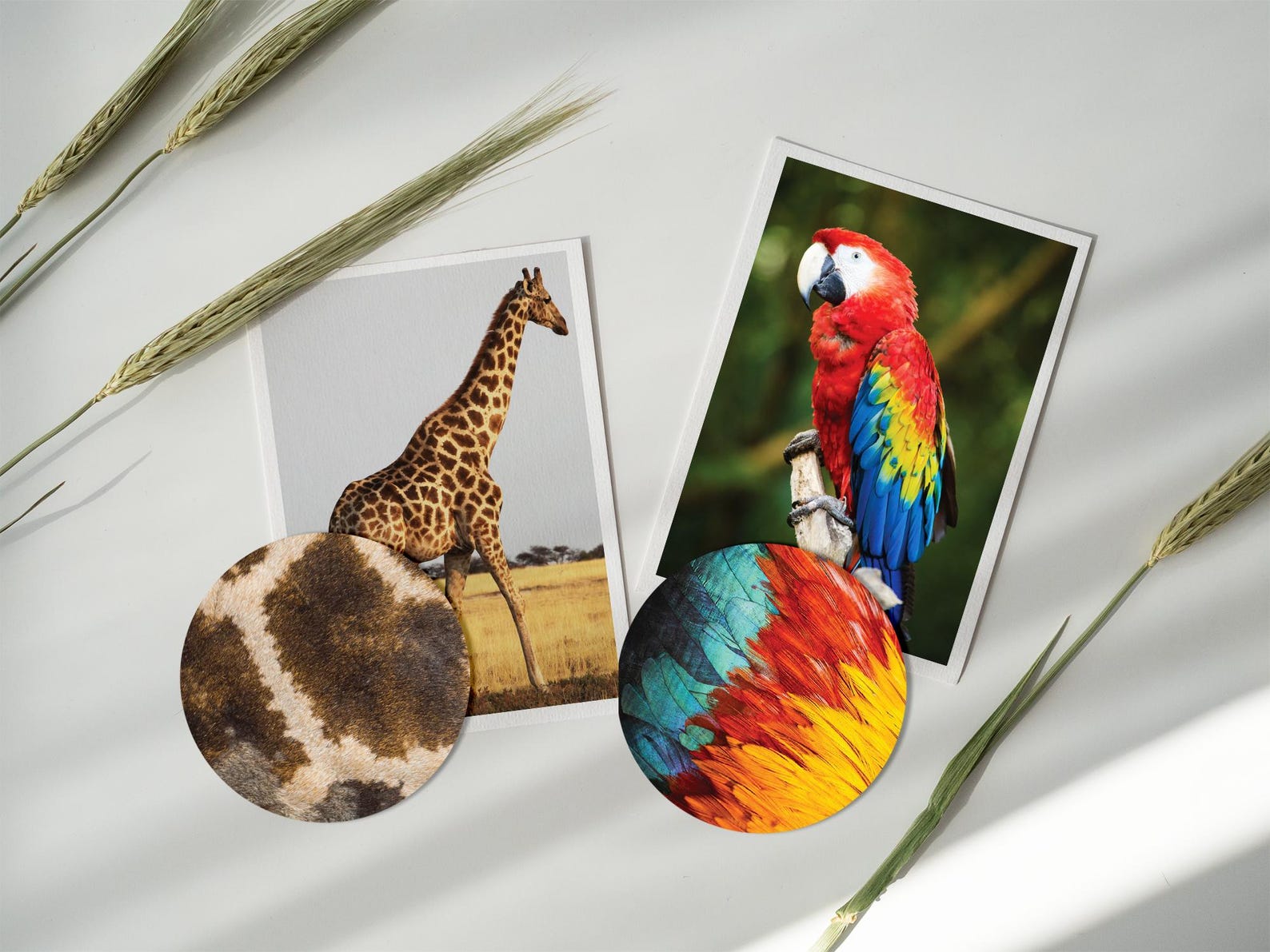 Animal Pattern Matching Cards: Montessori Nature Study Game (PDF ...