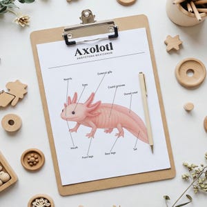 Afdrukbare poster Axolotl-anatomie | Educatieve kunst aan de muur amfibieën | Directe download wetenschappelijke kaart voor kinderen, klaslokalen of thuisonderwijs